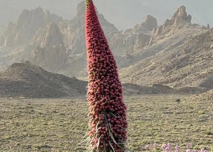 In Cristianos Balcony And On Foot